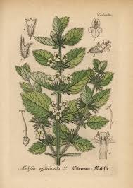 Image result for Melissa officinalis