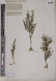 Image result for Bacopa floribunda