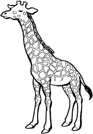 This picture shows a baby cheetah. Free Printable Giraffe Coloring Pages For Kids