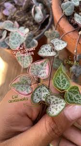Image result for Ceropegia albipilosa
