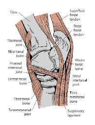 Jun 26, 2020 · the pelvis is a ring of bone at hip level, made up of several separate bones. Disorders Of The Tarsus In Horses Horse Owners Veterinary Manual