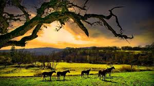 We did not find results for: Relaxing Wallpaper Nature Wallpaper Relaxing Pictures Beautiful Photo