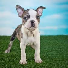 Our goal is to raise the. Frenchton Puppies For Sale Available In Phoenix Tucson Az