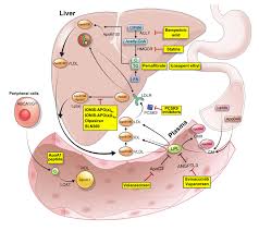 Diabetes & Metabolism Journal