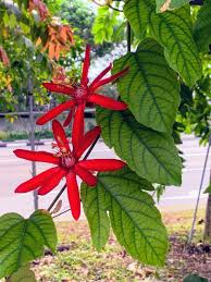 Image result for Passiflora vitifolia
