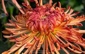 Judith Baker And Saffina Some Amazing Quill Chrysanthemums Paperblog Chrysanthemum Beautiful Flowers Pictures Chrysanthemum Flower