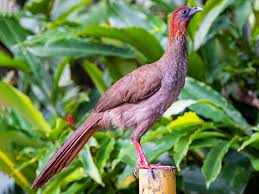 Image result for Chassalia umbraticola