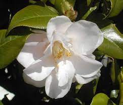 Tips For Planning The Perfect Romantic Getaway In New Orleans Magnolia Blossom Perfect Romantic Getaway Wedding Flowers