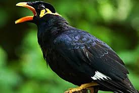 Burung Beo yang Bisa Menirukan Suara Manusia Halaman all - Kompas.com