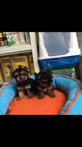 Satilik Yorkshire Terrier Yavrulari Satilik Yorkshire Terrier Yavrulari Kopek Kopekseverler Kopeksahiplendirme Kopekyavrusu Evcil Dogs Yorkie Animals