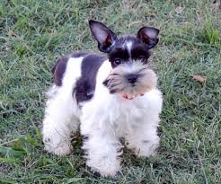 Black And White Parti Mini Schnauzer Chocolate Parti And Teacup Schnauzers For Sale Mini Schnauzer Puppies Schnauzer Puppy Cutest Dog Ever
