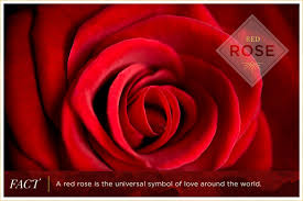 The general meaning of these flowers is love, affection and admiration. Rose Color Meanings Ftd Com