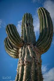 Cactus are typically dormant in the. 120 Baja California Flora Ideas Baja California Unique Plants Plant Life