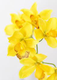 Silk Cymbidium Orchid In Golden Yellow 30 Tall Artificial Flowers Wedding Cymbidium Orchids Artificial Flowers