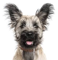 Skye Terrier Puppies For Sale Adoptapet Com Susan parsons holderness, nh phone: skye terrier puppies for sale