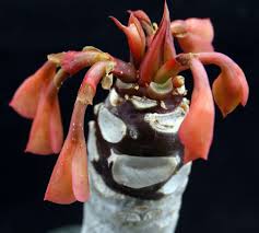 Image result for Euphorbia williamsonii