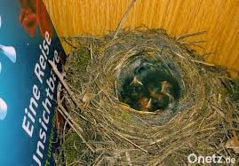Perfekt für den wald oder natur themen schlafzimmer. In Der Pfarrbucherei Wutschdorf Vogelnest Im Bucherregal Onetz