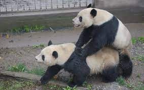 Too much bamboo is killing pandas' sex drive
