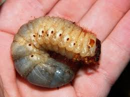 It is one of the largest beetles found in europe. Rhino Beetle Grubs Setting Them Up Youtube