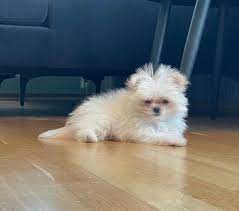 Find malteses for sale in buffalo on oodle classifieds. Maltese And Pomeranian Puppies Pomeranian For Sale