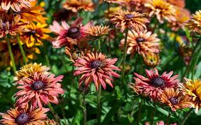 Image result for Rudbeckia hirta