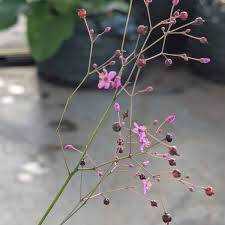 Image result for Talinum paniculatum