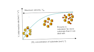 • define enzyme, catalyst, active site, substrate, activation energy, product, denaturation and explain how enzymes function. Enzymes Effect Of Substrate Concentration Youtube