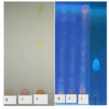 Image result for Hua gabonii