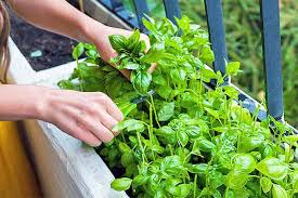 Even if you want to learn how to grow basil outdoors, you still need to start the seeds off in pots inside from spring, either in a greenhouse or on a warm windowsill. How To Plant And Grow Basil Gardener S Path