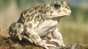 Pin On Animali
