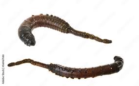 Image result for Aneilema arenicola