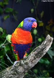 Trichoglossus Moluccanus Funny Animal Videos Australian Fauna Animals