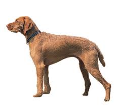Download and use 80,000+ long hair stock photos for free. Hungarian Wire Haired Vizsla Dog Breed Information Purina