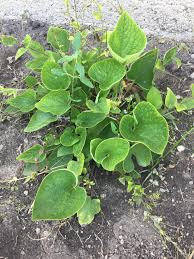 Image result for Cuscuta hyalina