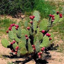 Nopales are the paddles of oputina (prickly pear) cactus, commonly found in mexico. This Showy Prickly Pear Blooms Orange Flowers And Bears Loads Of Delicious Fruit They Taste Like Figg Succulent Landscaping Cactus Flower Cacti And Succulents