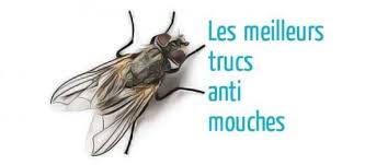 13 Astuces Anti Mouche Naturels Et Efficaces Maison Remedes De Grand Mere Recette Anti Mouche Astuces Contre Les Mouches Mouches