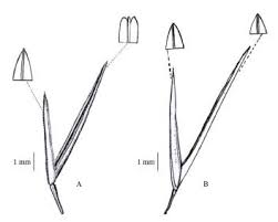 Image result for Aristida recta