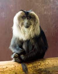 This beautiful and colorful monkey sports a pink mark on its lips and nose. Lion Tailed Macaque Wikipedia