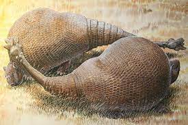 What Is That Huge Armadillo Looking Thing A Huge Armadillo Say Scientists Megafauna Extinction Mammals