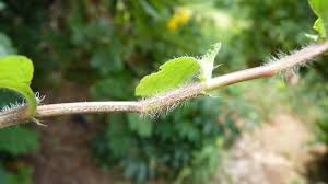 Image result for Commelina bracteosa