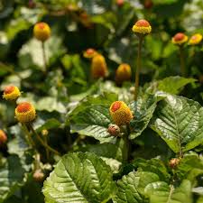 Image result for Spilanthes costata