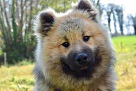 Find eurasier puppies for sale or stud service near you using your zip code or postal code. Eurasier Puppy Online Shopping Mall Find The Best Prices And Places To Buy