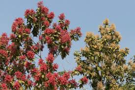 Image result for Triplaris americana