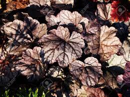 Heuchera Silver Scrolls Alumroot Coral Bells Stock Photo Picture And Royalty Free Image Image 70000225 Other common names alum root 'silver scrolls'. heuchera silver scrolls alumroot coral bells