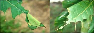 Image result for Triaspis macropteron