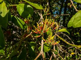 Image result for Dictyophleba