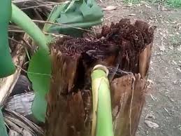 Hve problem.only one causes,it will be happened.kluar ruma x bg taw. Pisang Berbuah 2 Kali By Zali Bgrc Youtube