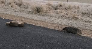 Image result for dead wombat