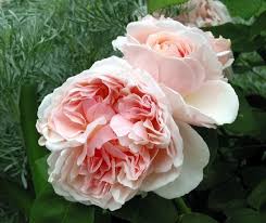 I fiori possono essere di colore porpora o rosa. Varieta Di Rose Rose Rose Varieta