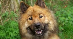 Apr 09, 2015 · breeding continued during and after wwii, with 22 puppies registered in 1945 and 27 in 1947. Eurasier A Complete Guide To The Eurasian Dog Breed